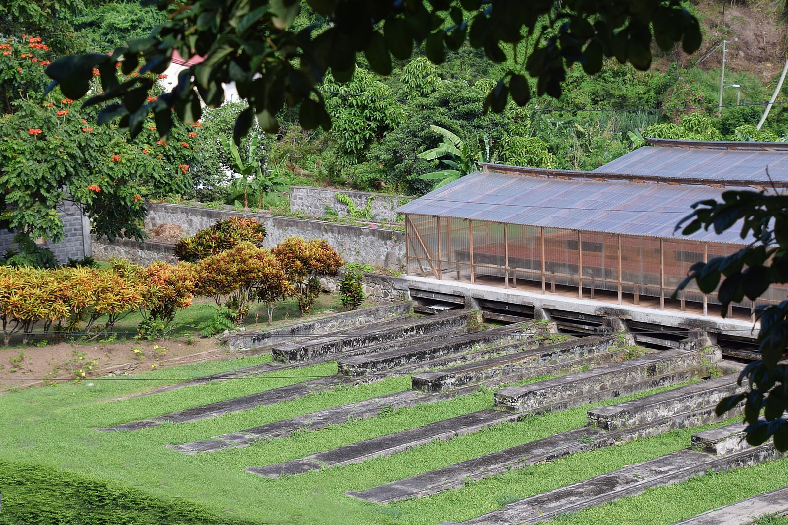 Grenada traditional chocolate drying factory