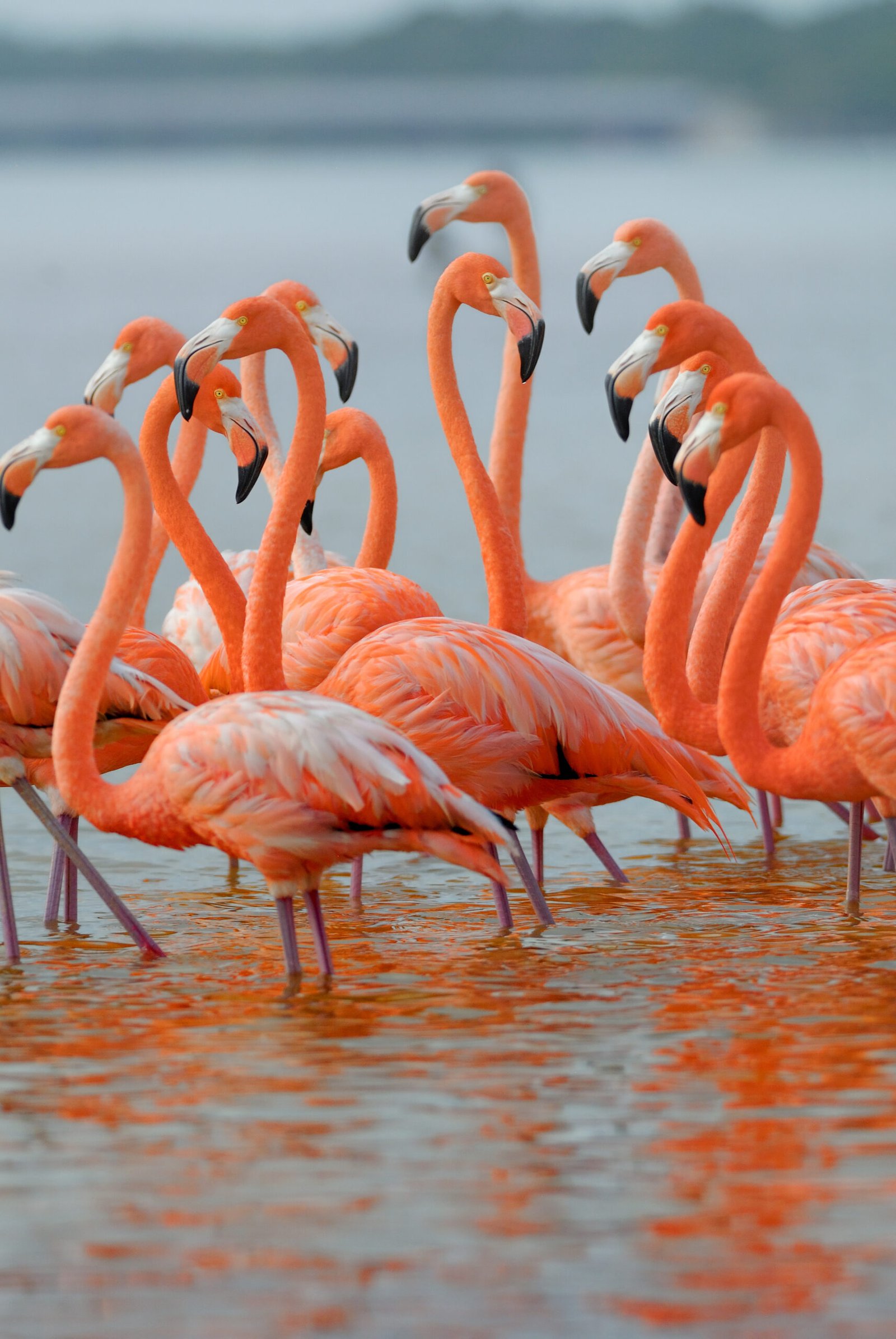 Mexico flamingos portrait