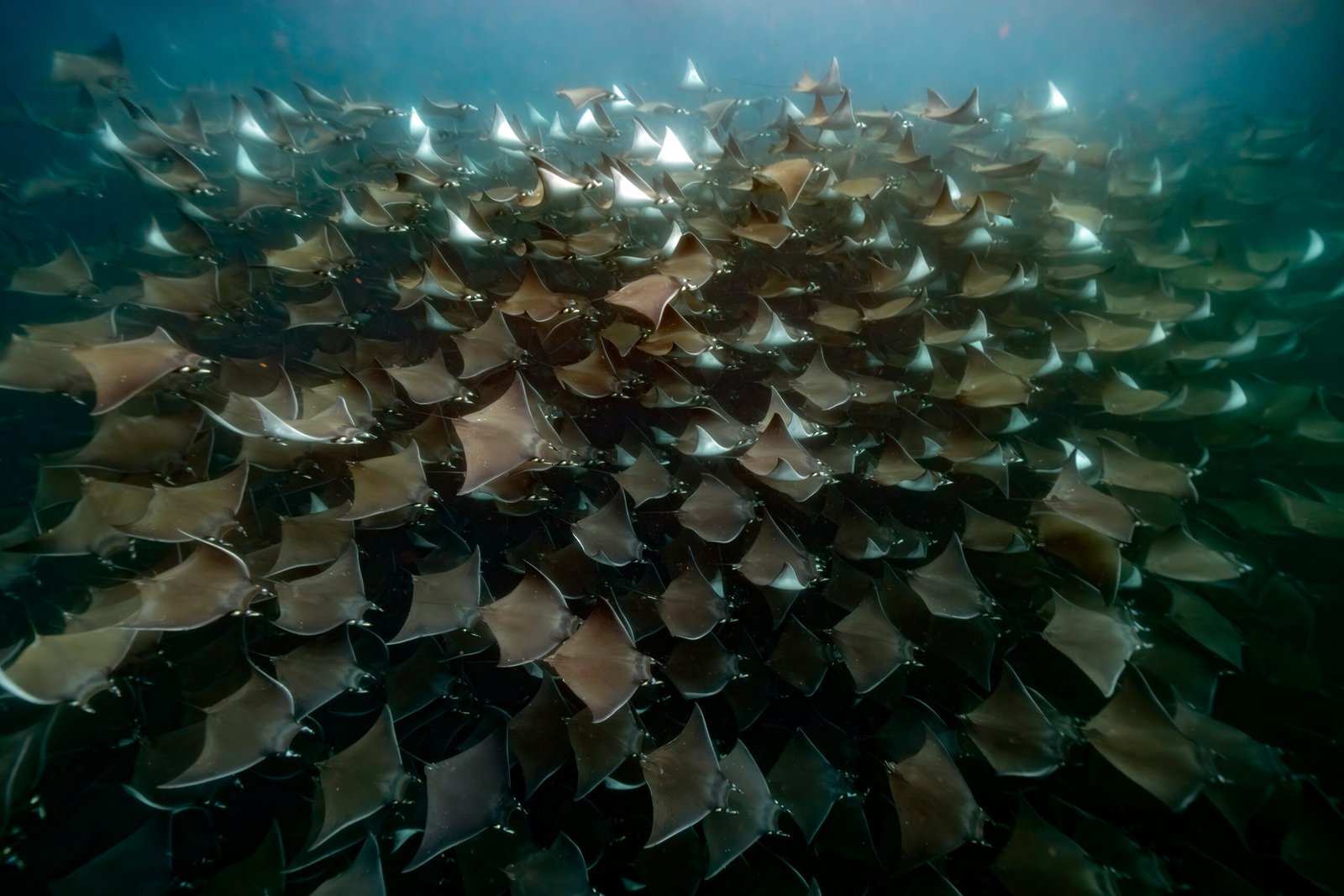 Huge school of mobula rays in Baja California Mexico