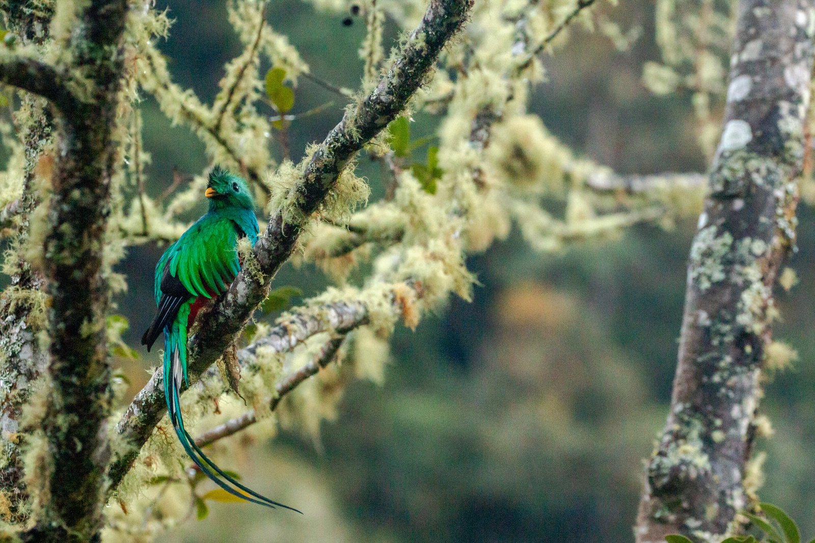 Beautiful Quetzal in Cloud Forest of costa rica sitting on a branch full of moss