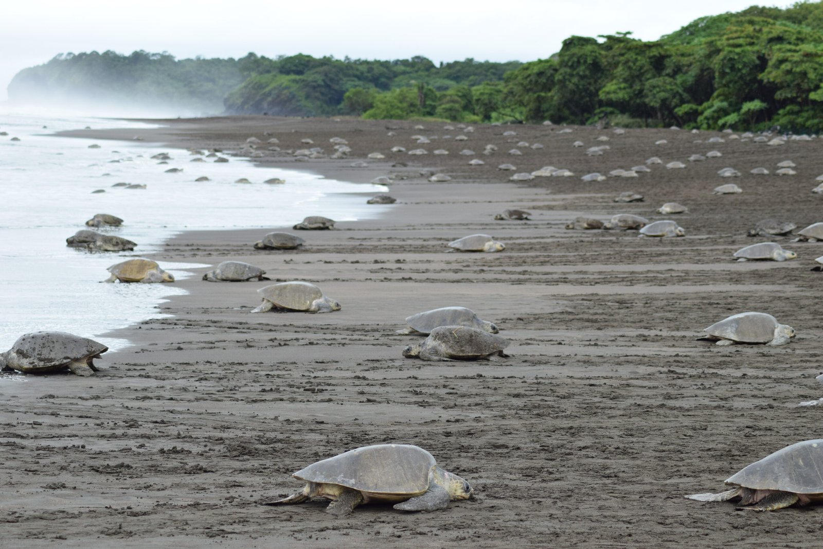 Tortuga arribada in Ostional Costa Rica