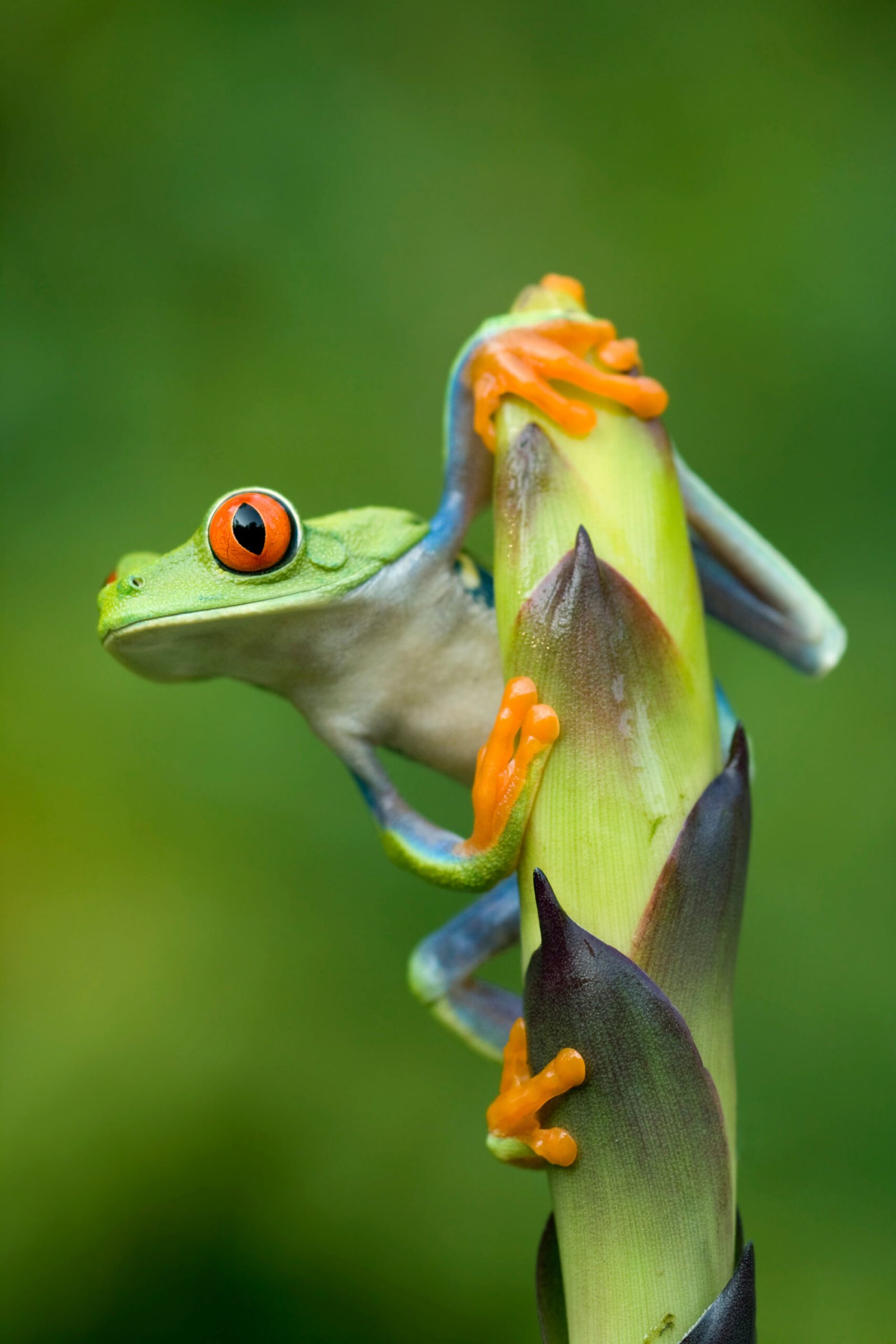 Red-eyed Tree frog (Agalychnis callidryas) in Rainforest