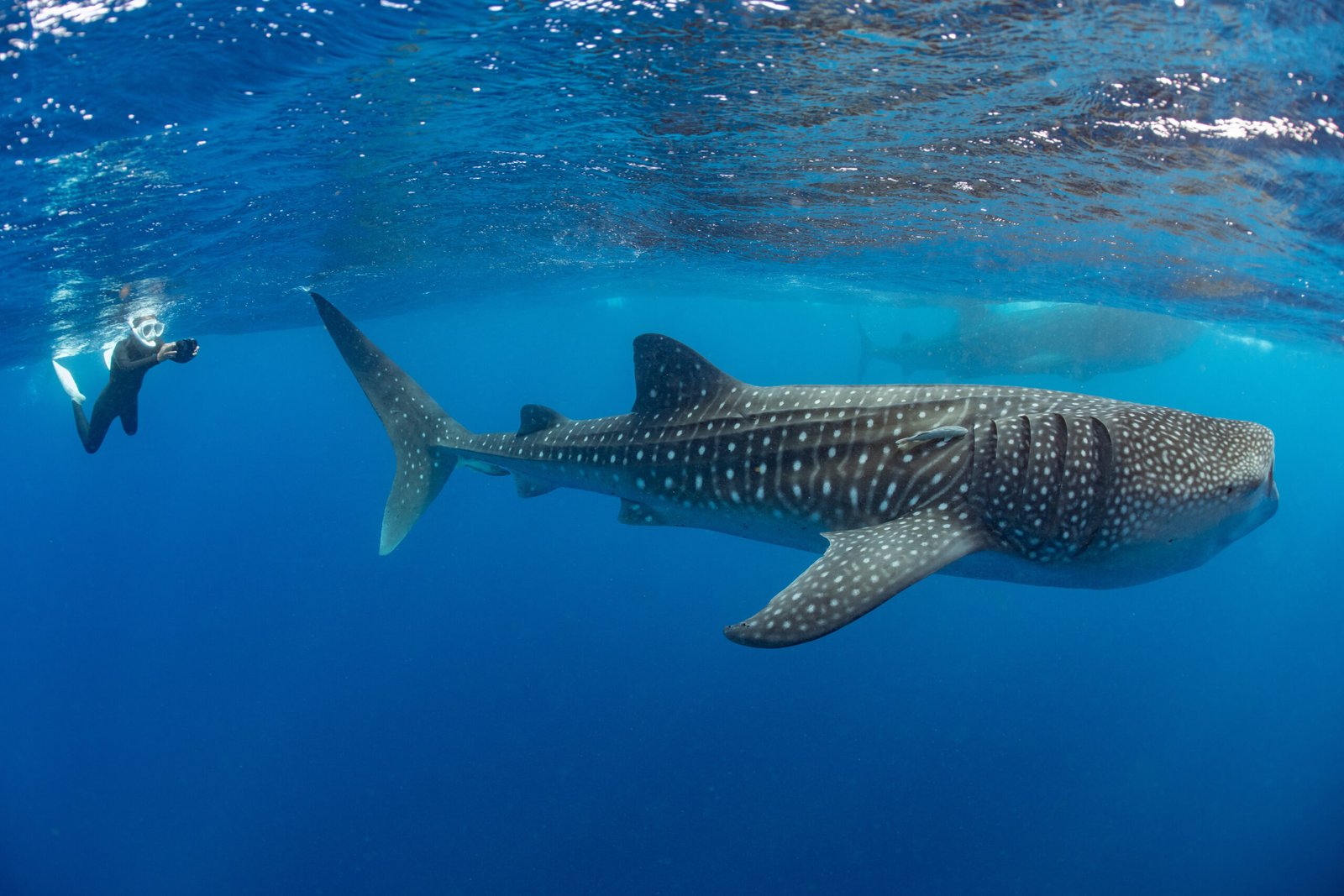 Whale shark and woman diver near Isla Mujeres, Mexico