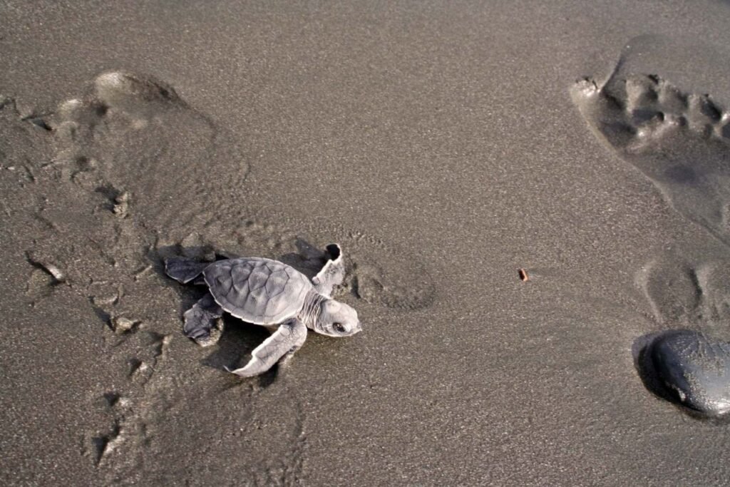 Release baby sea turtles at sunset